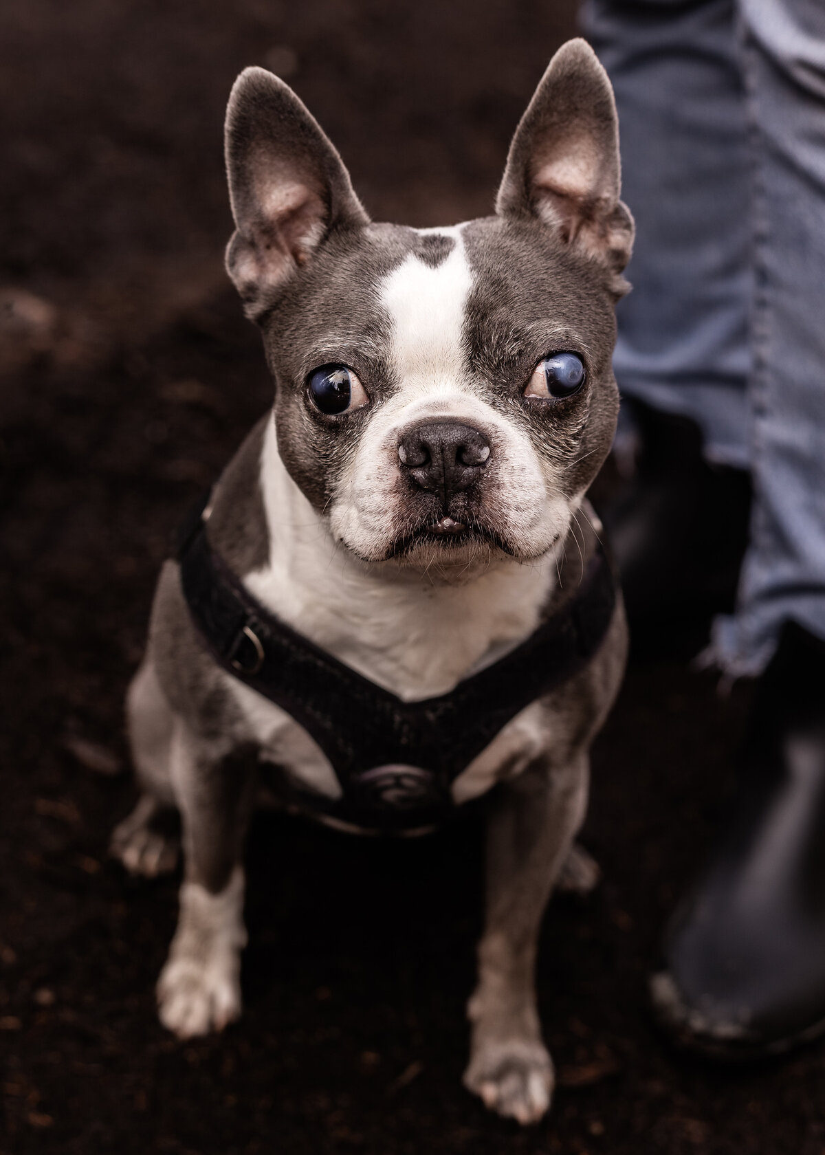 boston-terrier-portrait