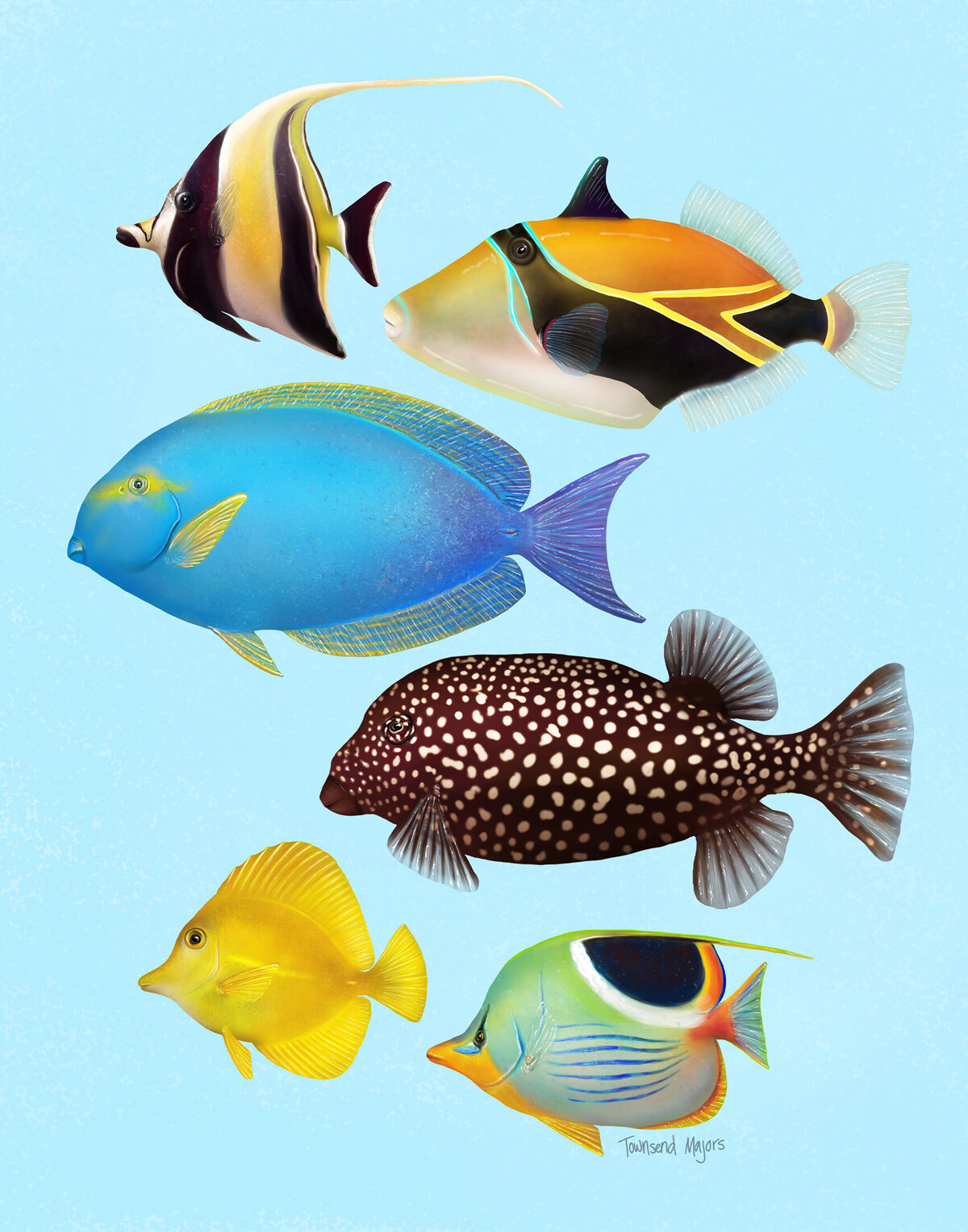 Townsend Majors illustration of various reef fish found in Hawaii