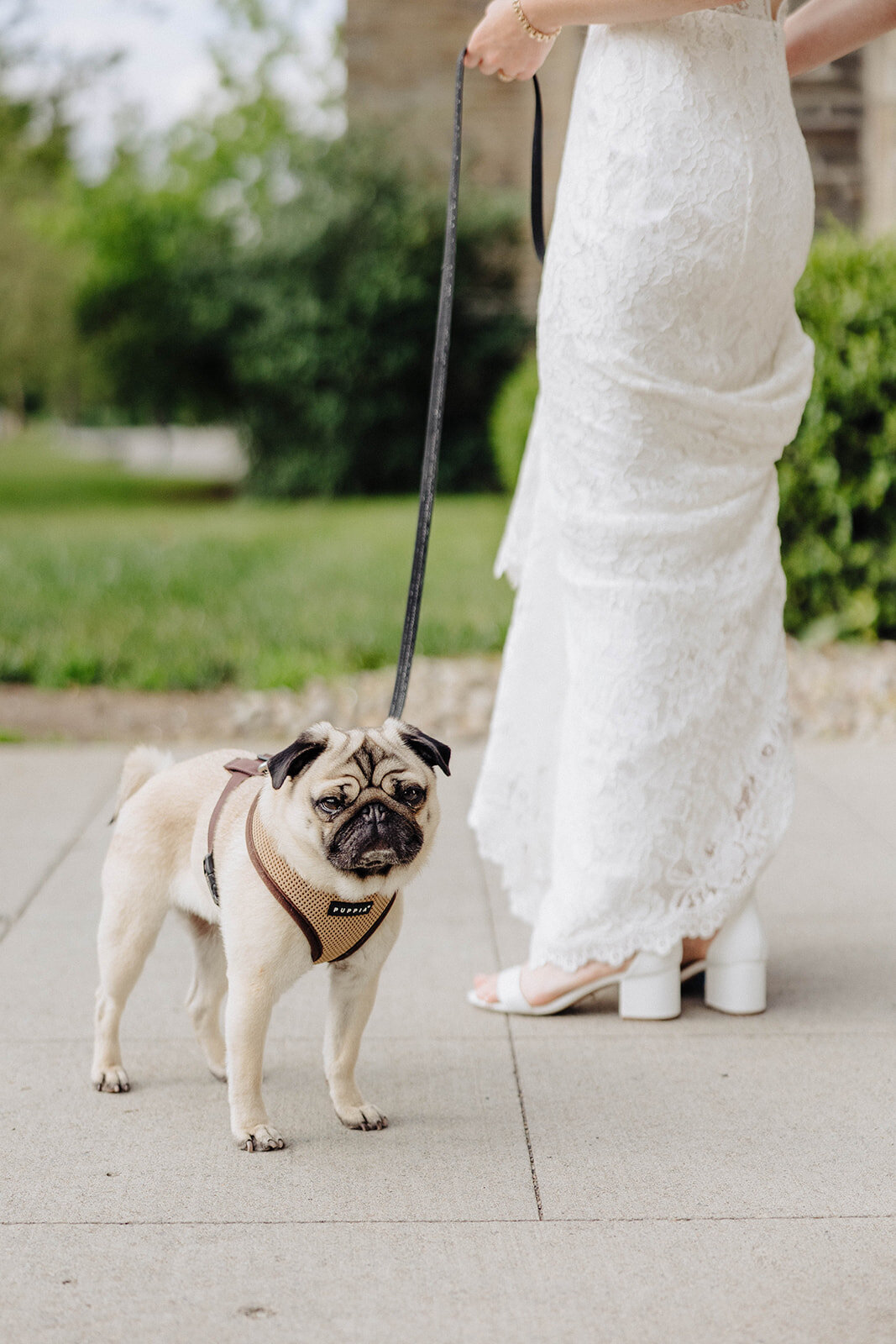 Bride holding pug dog on a lead at Cornell University wedding