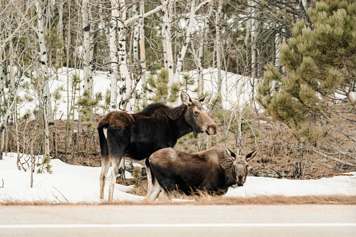 Boulder_Colorado_Elopement_Destination_wedding_studiotwelve52_kaseyrajotte_139