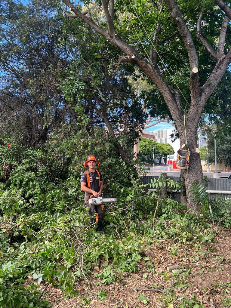 Evergreen Tree Services SA-Tree Pruining-020