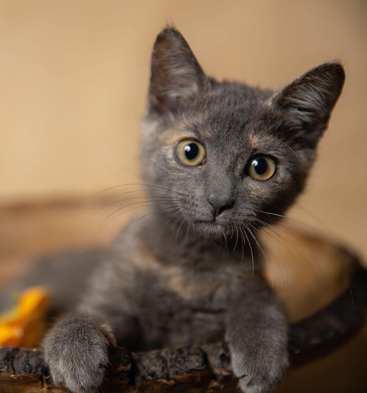 lilla-bordas-portraits-tampa-CAT-photographer1246