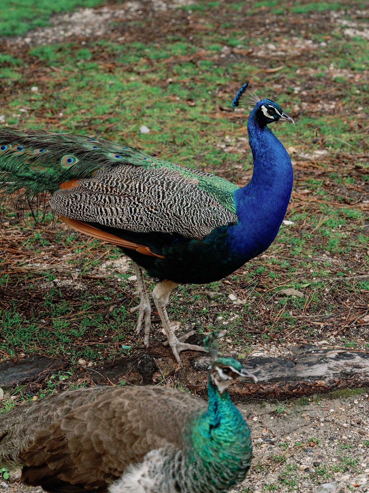 taryn-stark-wyant-event-and-design-wedding-penha-longa-resort-photographer-the-hancocks__1125
