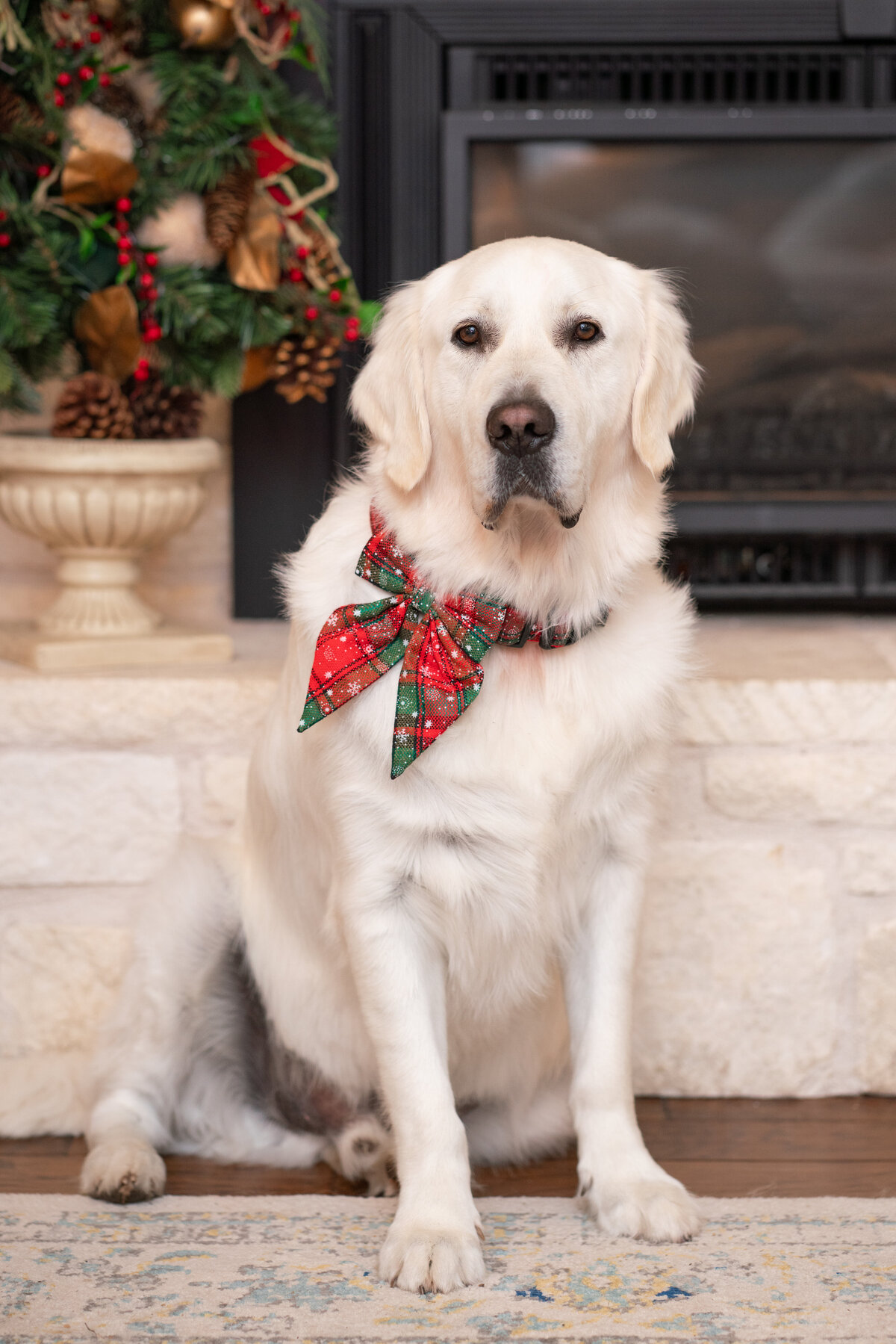 Austin Texas Family photo of puppy by the fireplace.