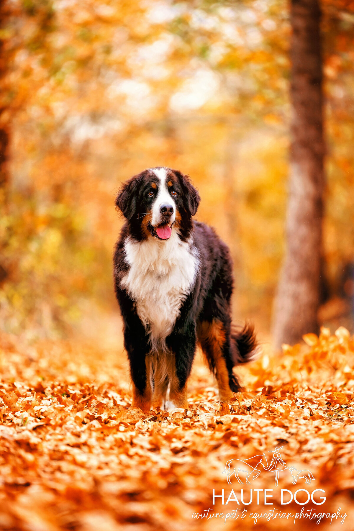 Majestic Bernese Mountain Dog standing for a portrait amidst orange fall trees.