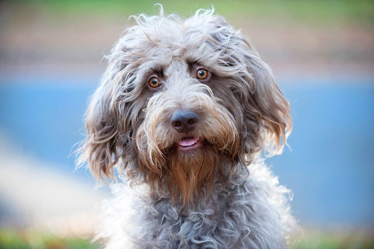 Cute shaggy gray dog smiling for the camera.