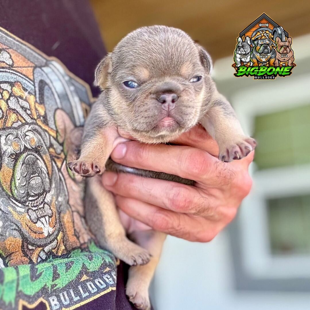 lilac frenchie pup