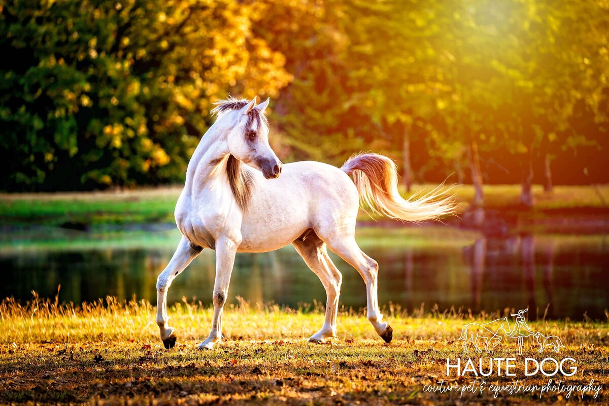 Small gray Arabian horse prances with tail up under the glow of golden hour.