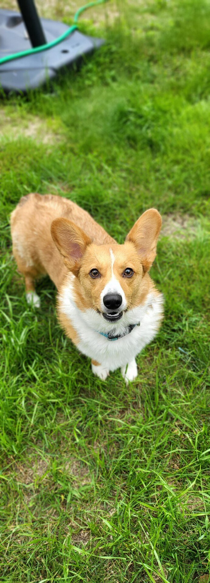 CORGI