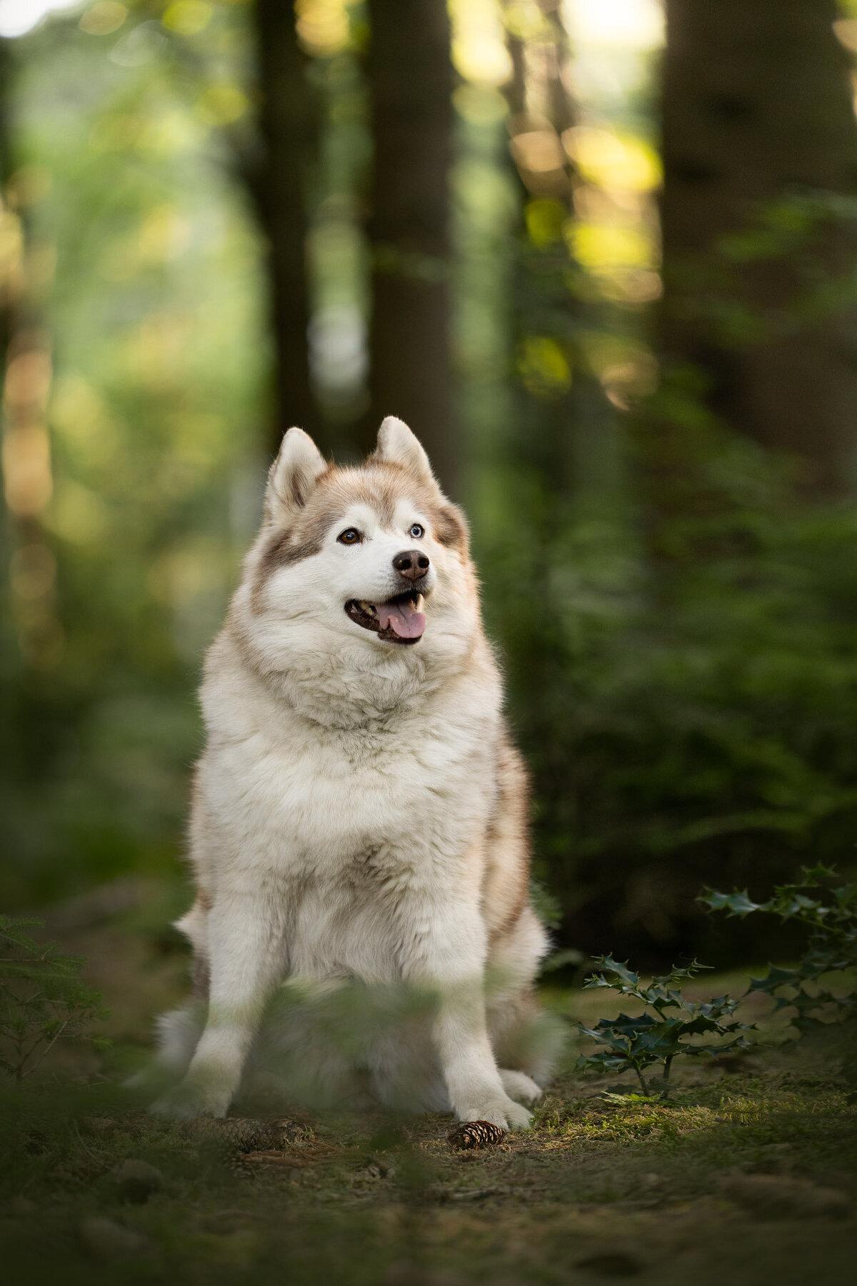 Hondenportret-Limburg-3