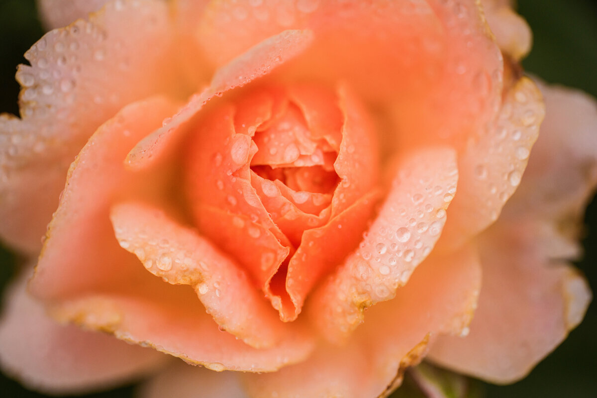 FlowerShow2022-118