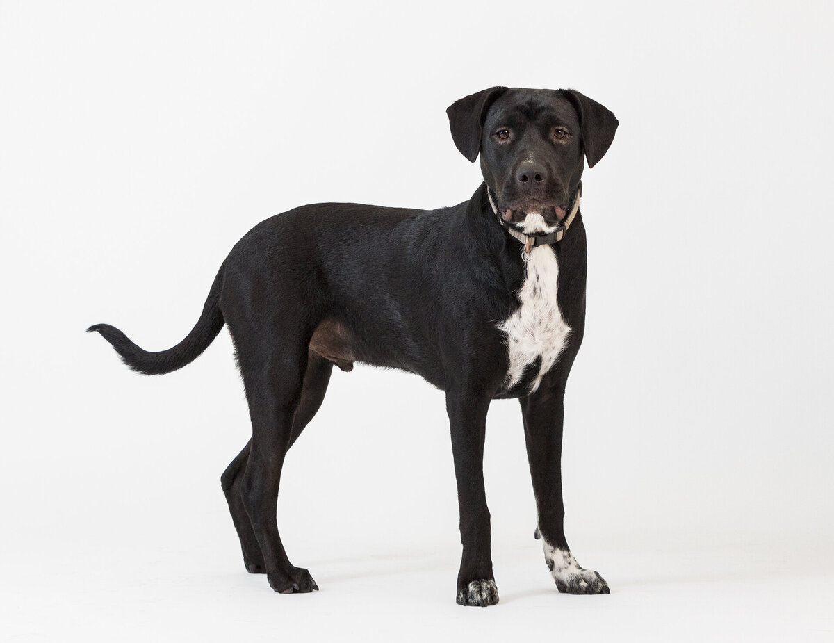 best pet photography 3 copy