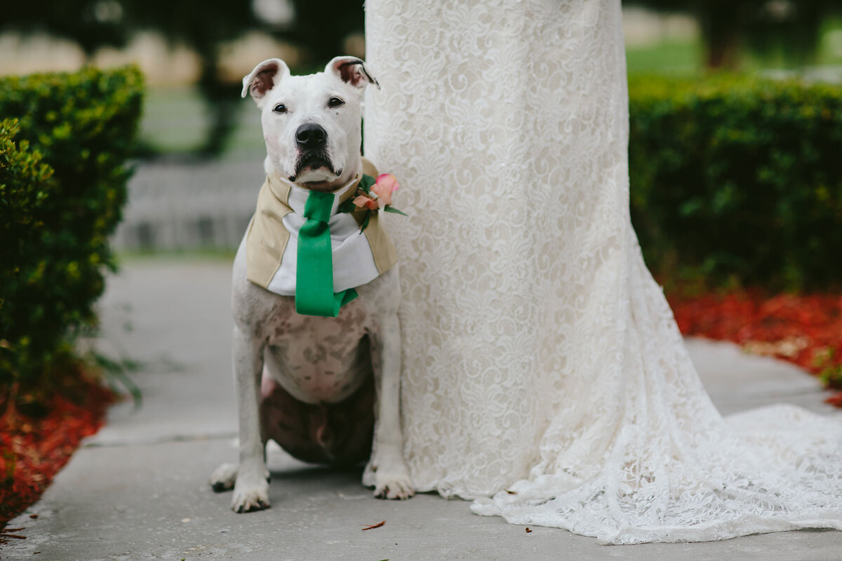 Pitbull-With-Bride-Orlando-Wedding