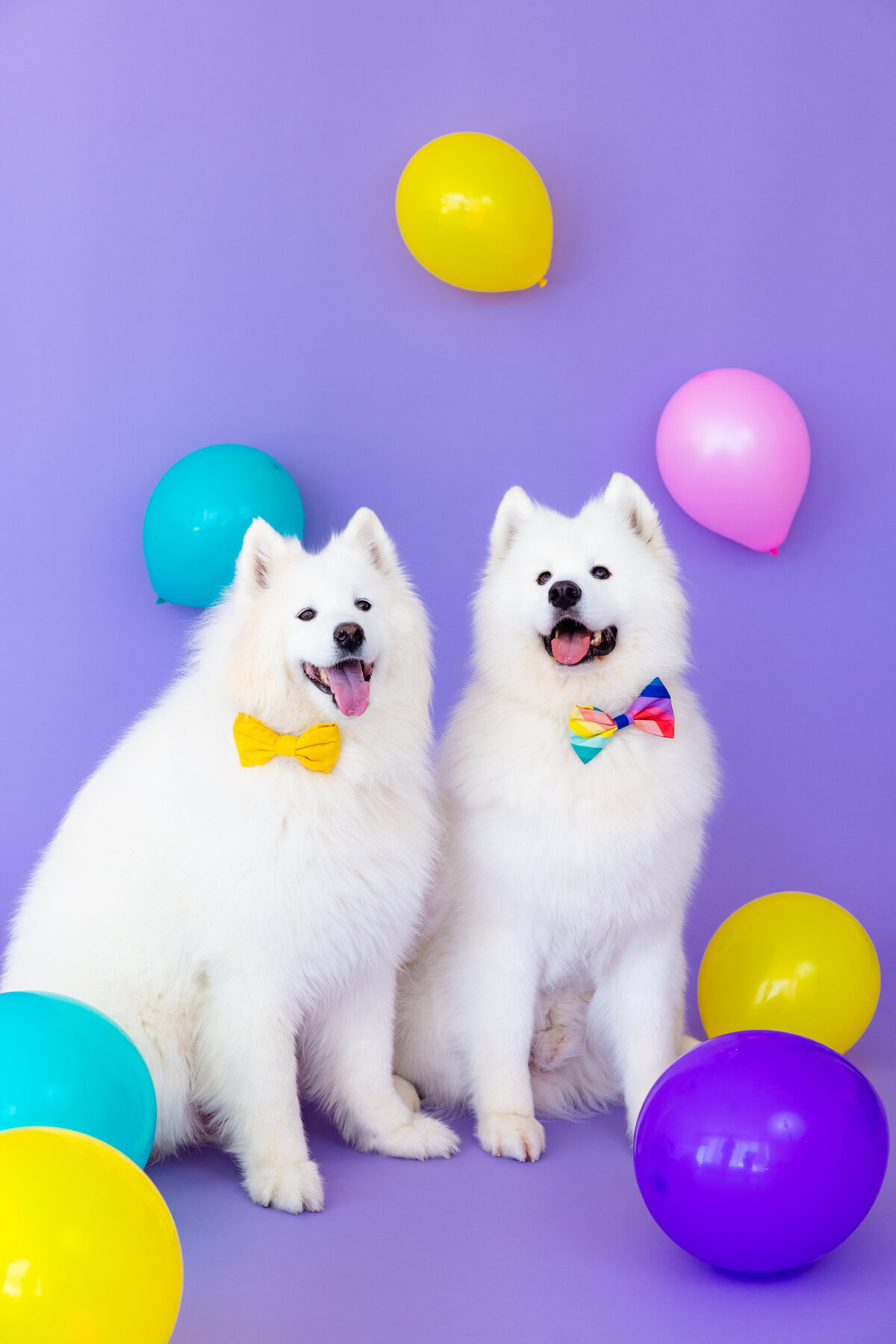 Colorful_Creative_Dog_Photographer-18
