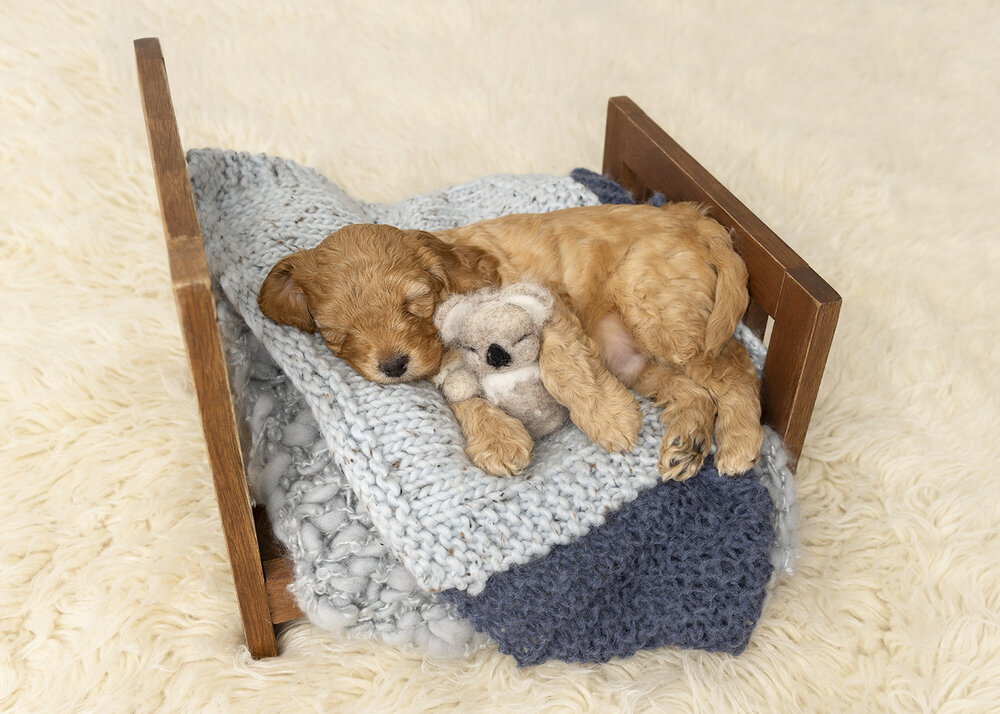 PETS_PUPPYGOLDENCAVOODLEDOGINABABYBED