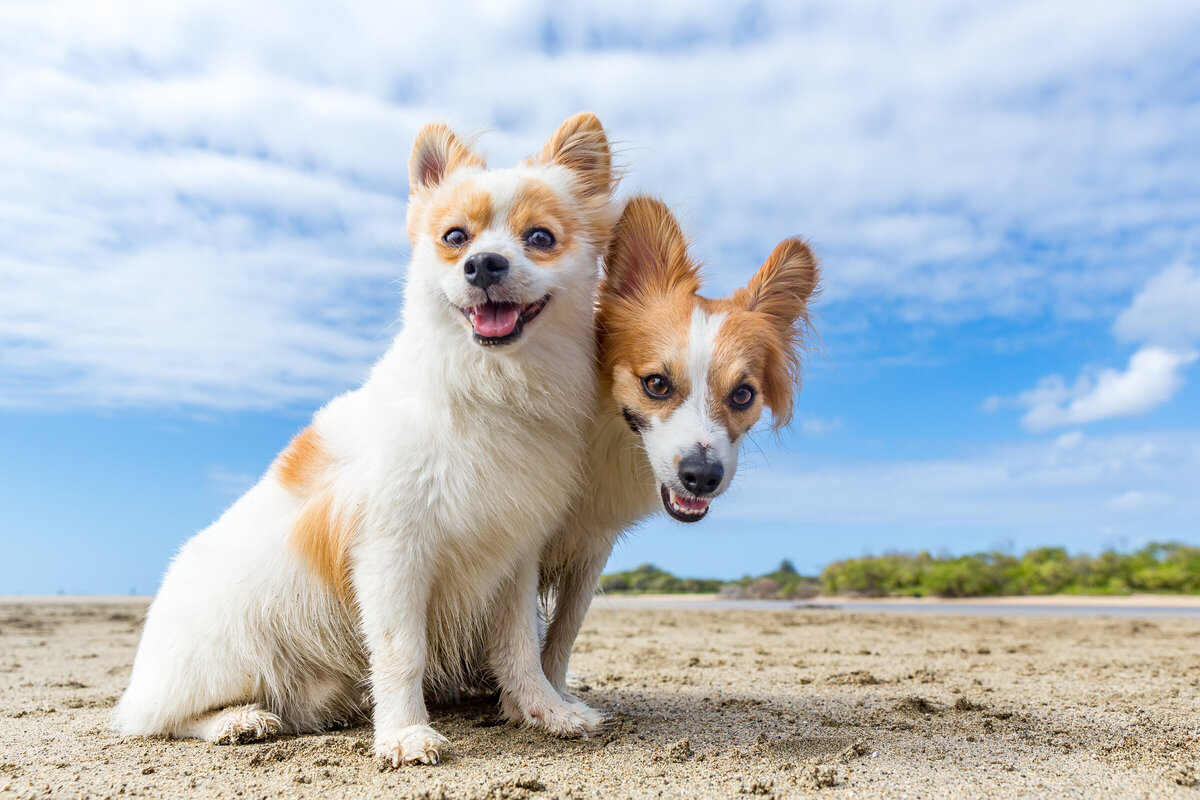 Hawaii Senior Dog Photography-2