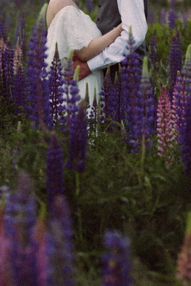 Viewing Lupines in Maine