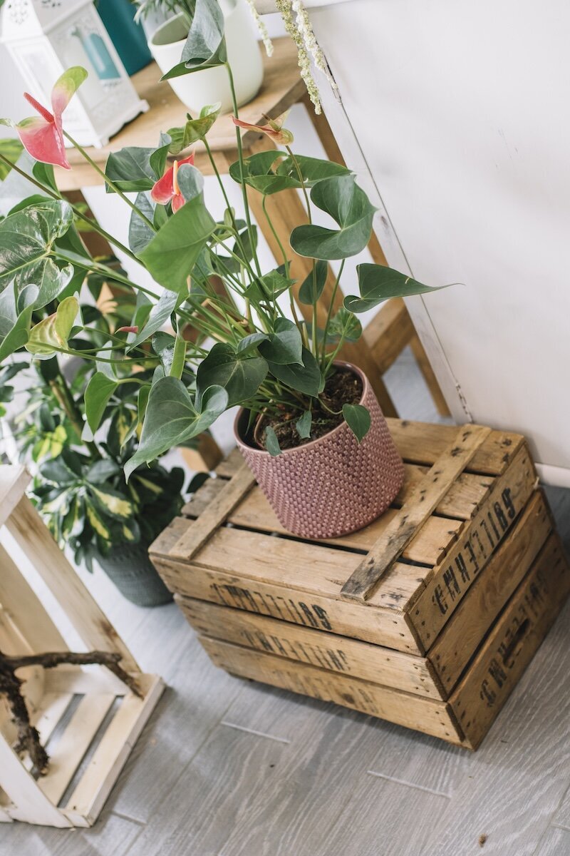 flowerpot-with-plant-box