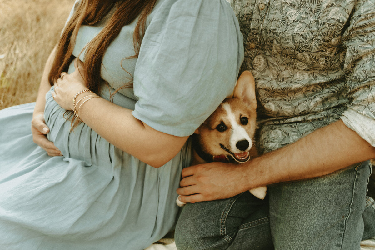 maternity photo of a pregnant mama puppy and dad snuggling together