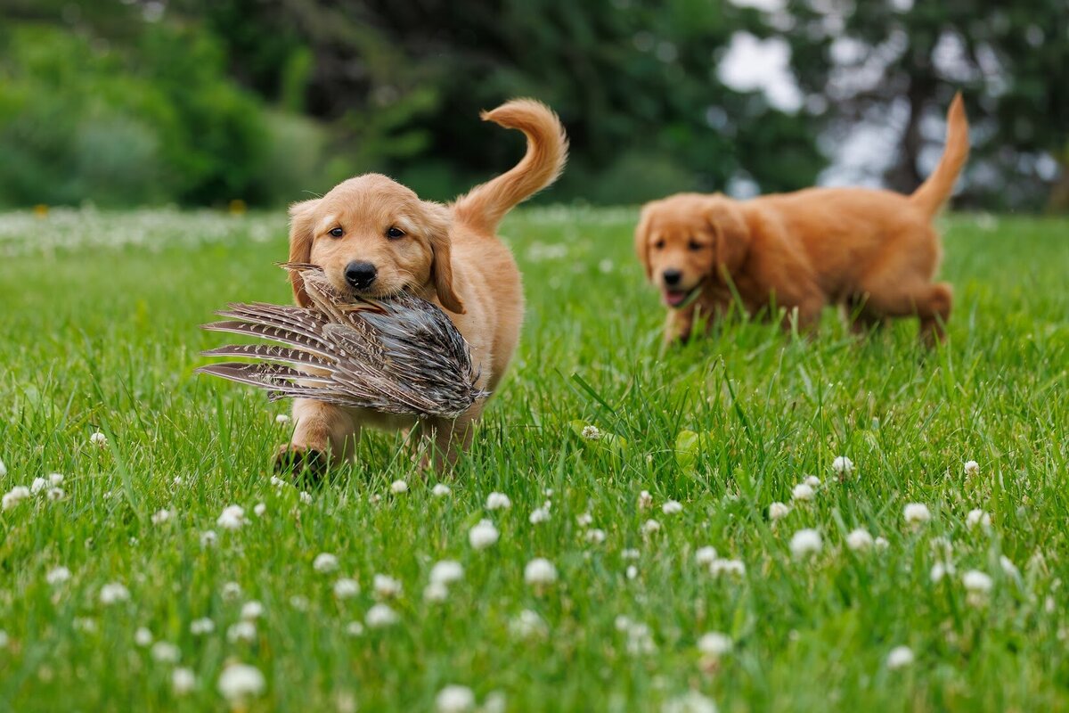 Appelgate-Golden-Retriever-Puppies-17
