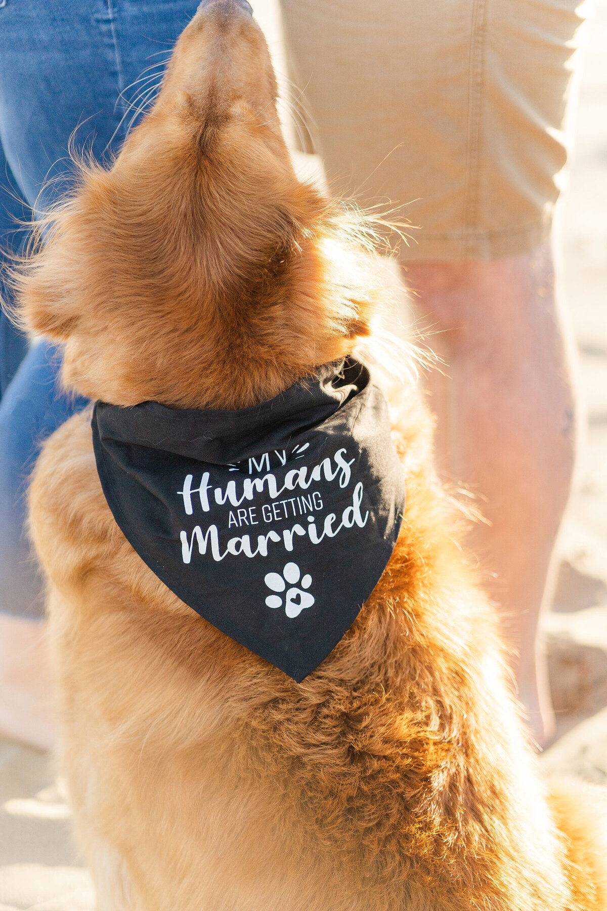 Bodega Bay - Doran Beach Engagement Photos-038
