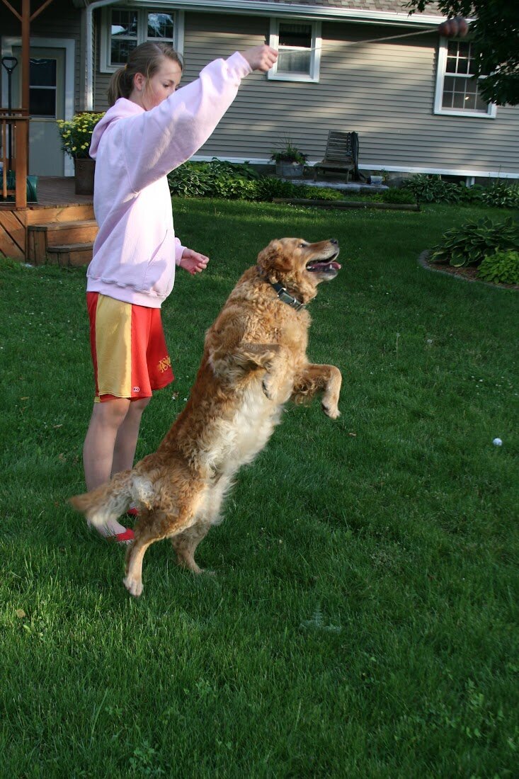 Appelgate-Golden-Retriever-Puppies-Rose-16