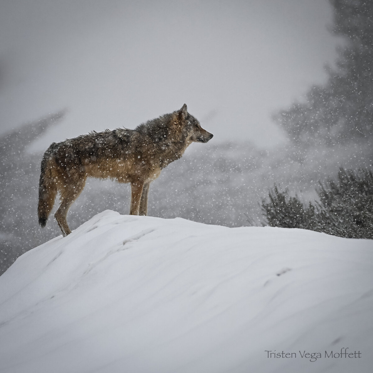winter in yellowstone