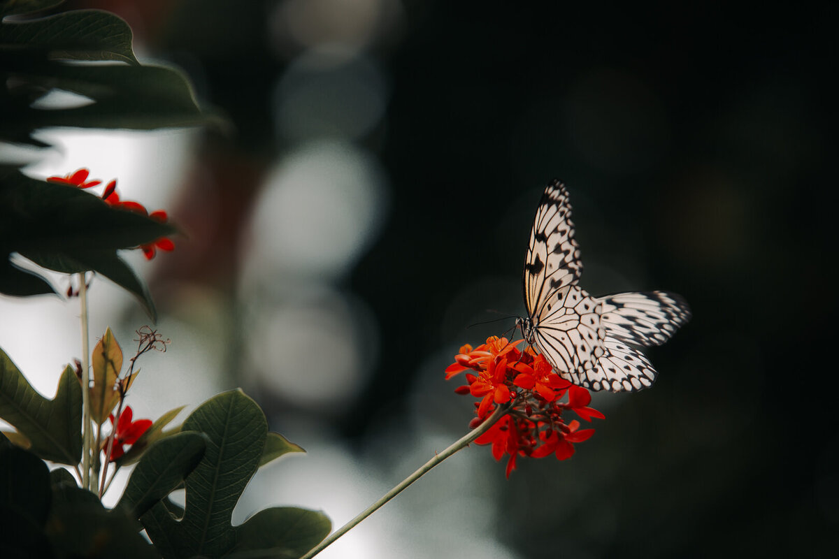 EDP Wildlife-180829-133