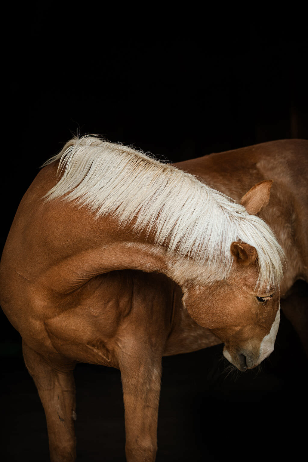 20230605_kya-photography-equestrian-photographer_0017