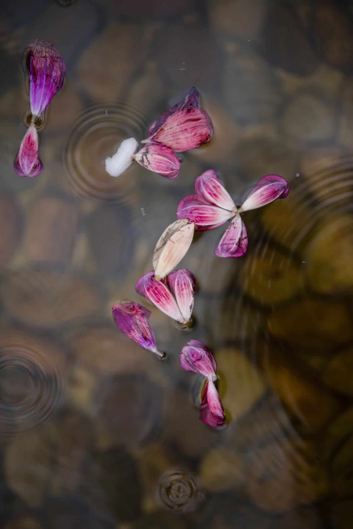 Petals in the fountain at a  Fairmount Park Horticulture Center wedding