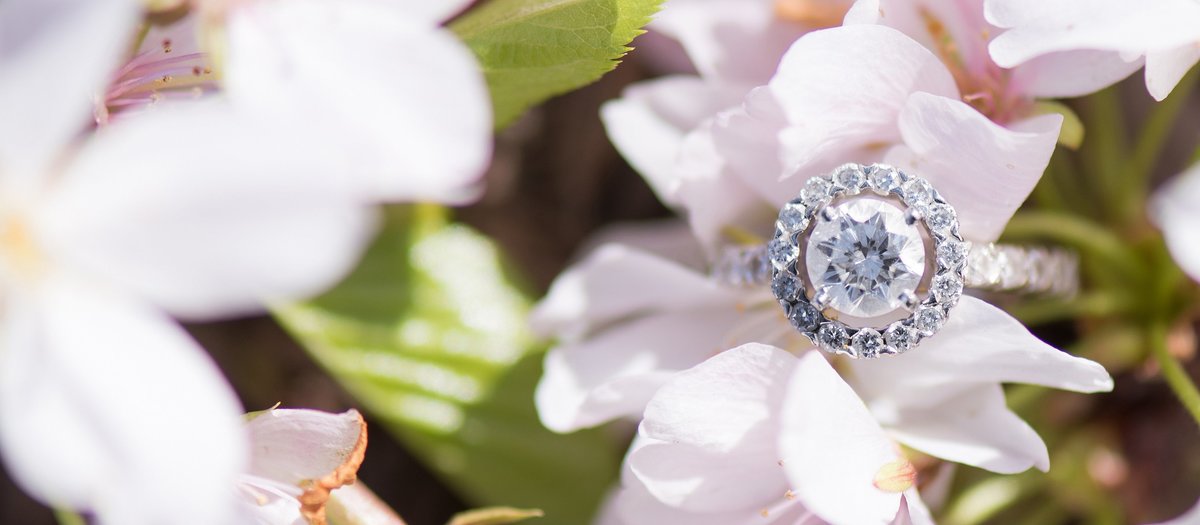 Round Cut Diamond Engagement Ring with Halo on Light Pink Cherry Blossom Photo