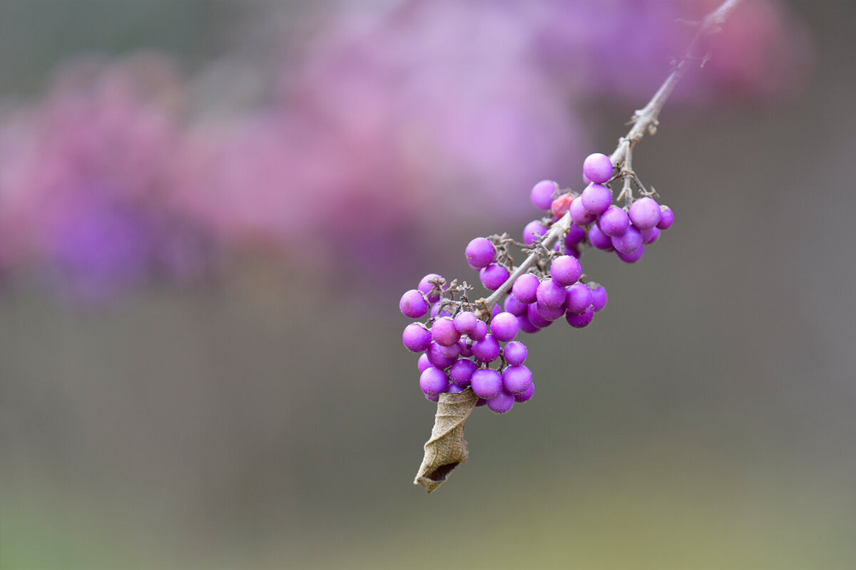 Beeren violett 1 - Stephanie Diallo Photography JPG