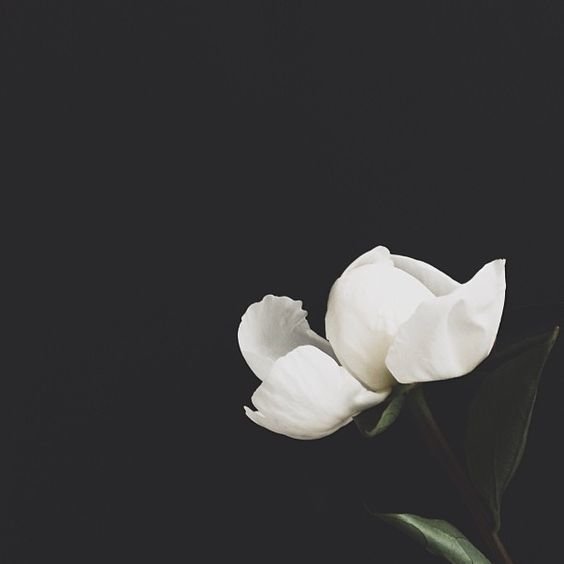 White flower with black background