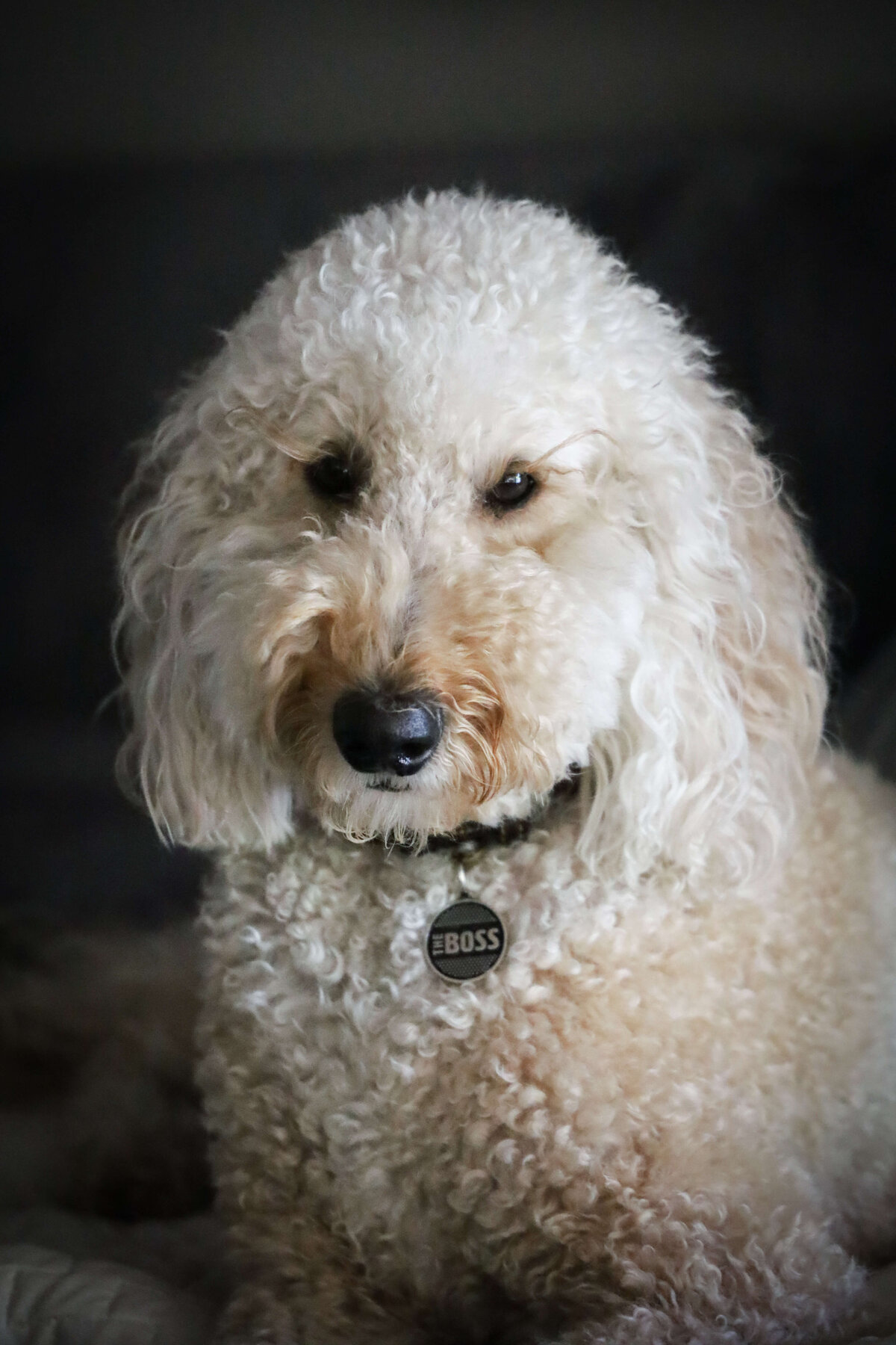 KS-Gray-Photography-Golden-Doodle-Pet-Portrait-Photography-in-Orange-County