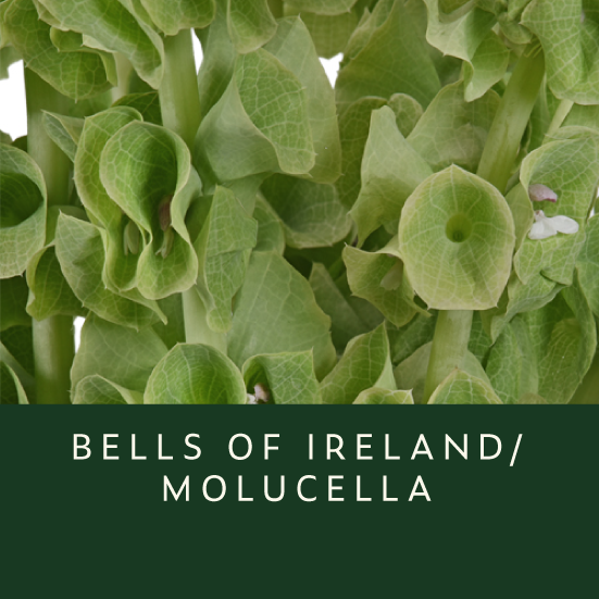 Bells-Of-Ireland