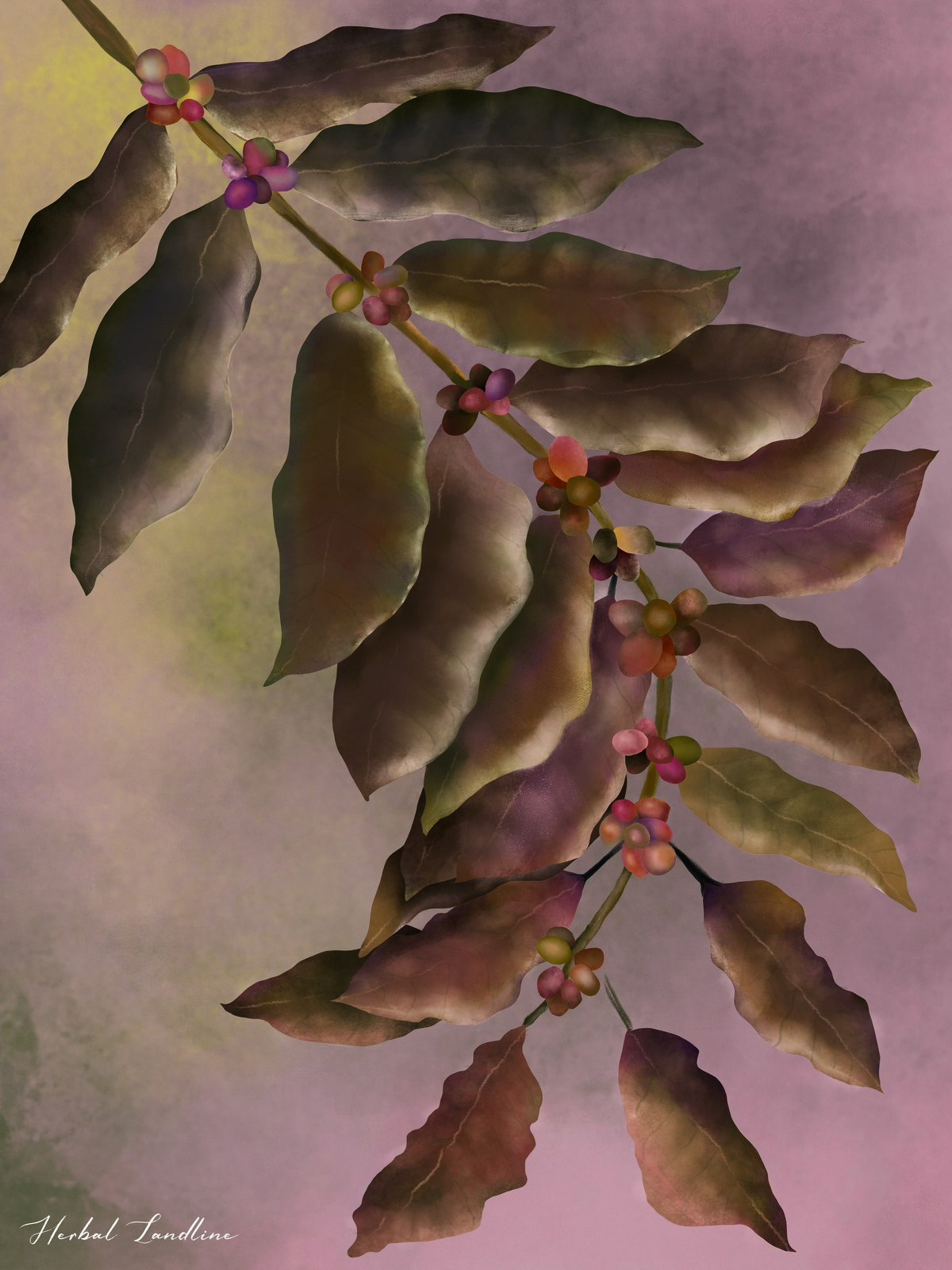 site Herbal Landline - Coffee Arabica in Berry