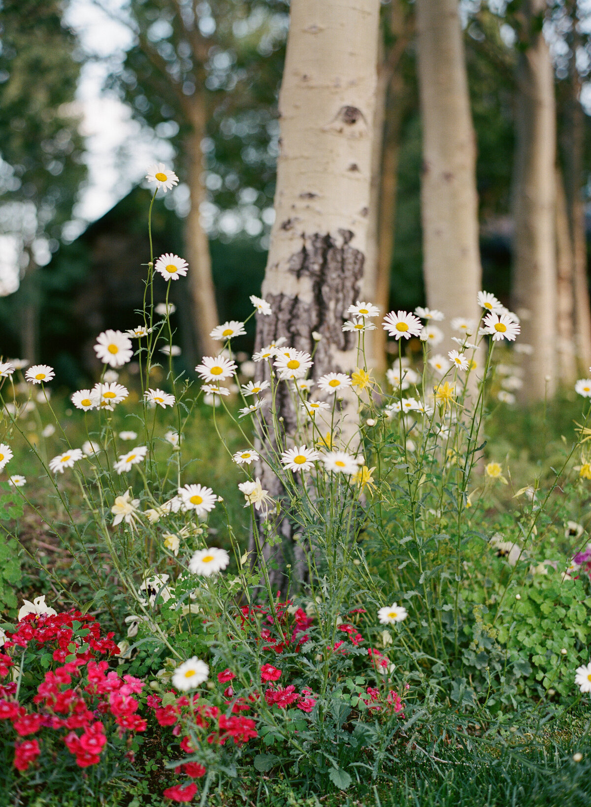 Aspen_Snowmass_Ranch_Wedding-18