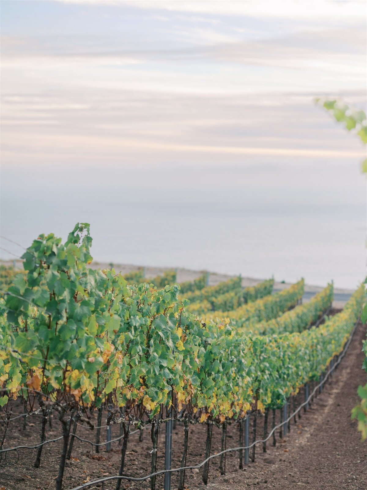 Palos-Verdes-Wedding-Planner117