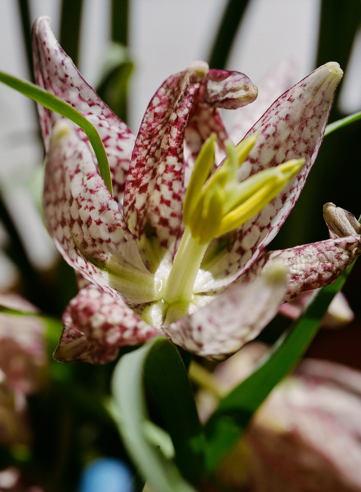 DT-25-siren floral workshop-17