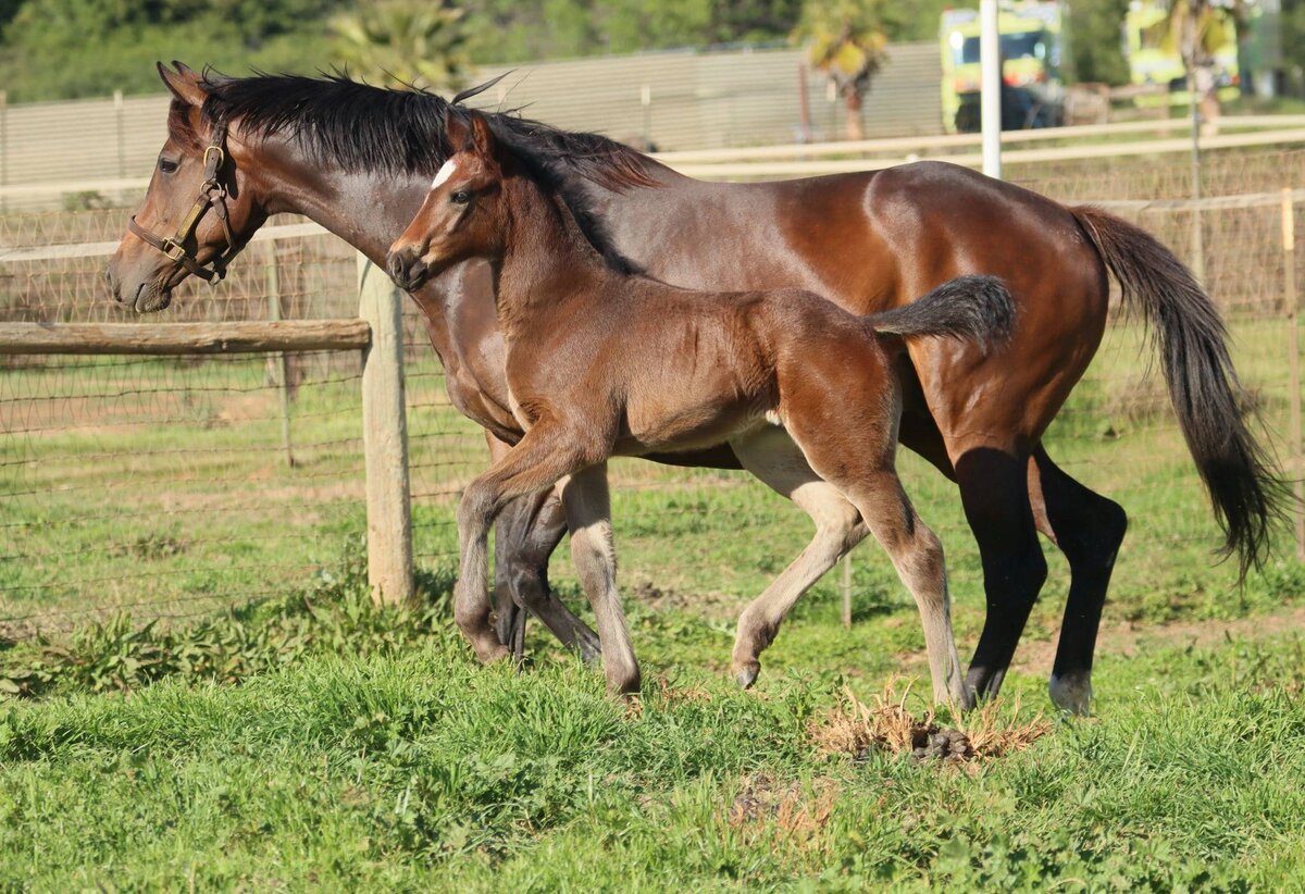 Bay Connemara Sport Horse Filly sired by R Blue Moon