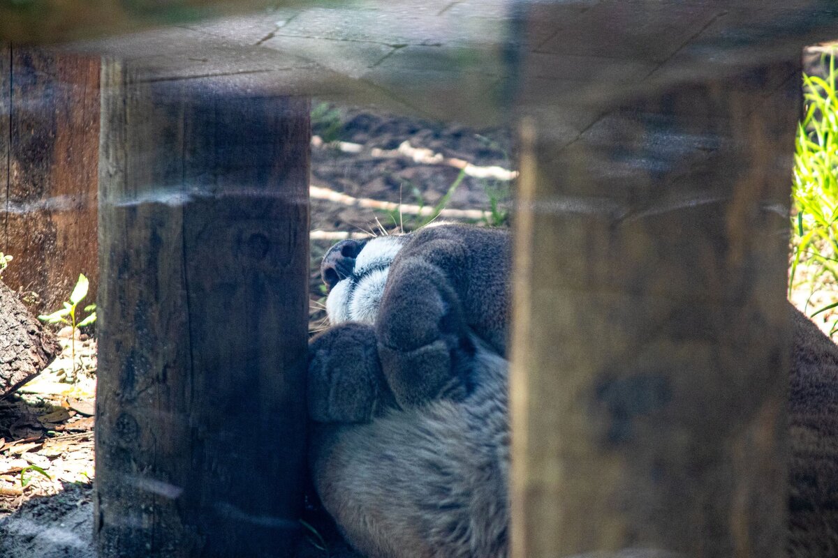 cougar-nap-0b29d7aa-2500