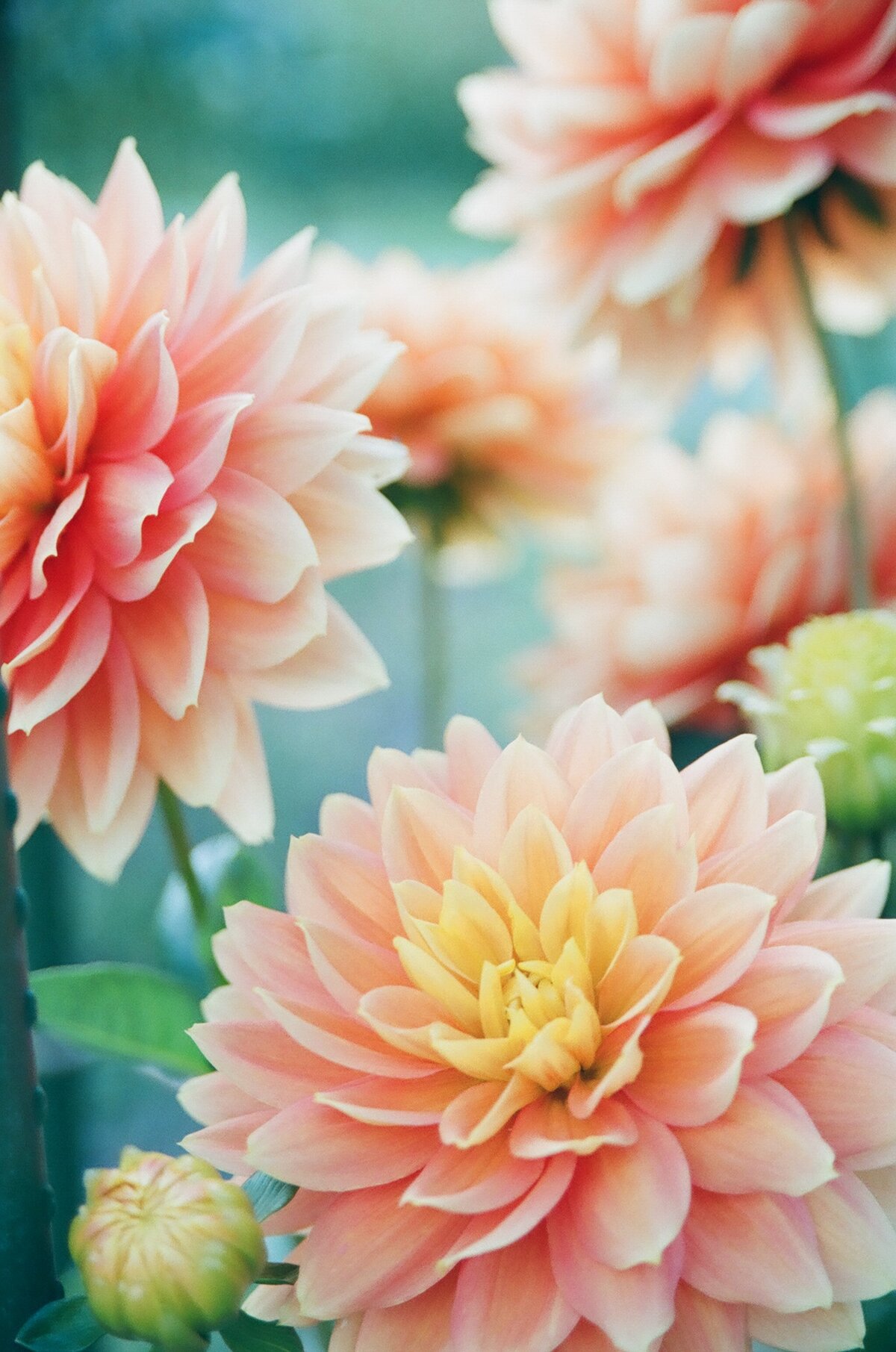 mio-ito-B_SLtmXPKNA-unsplash