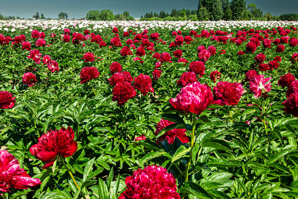 flower_camelias_field_0599 C1
