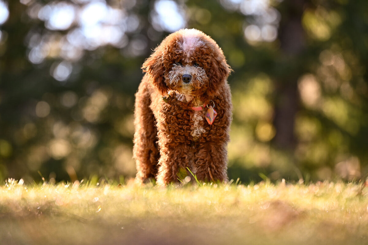 Heavenly Puppies to Love Cavapoo, Cockapoo, and Maltipoo Puppies Photo Jan 26 2025, 12 29 39 PM8