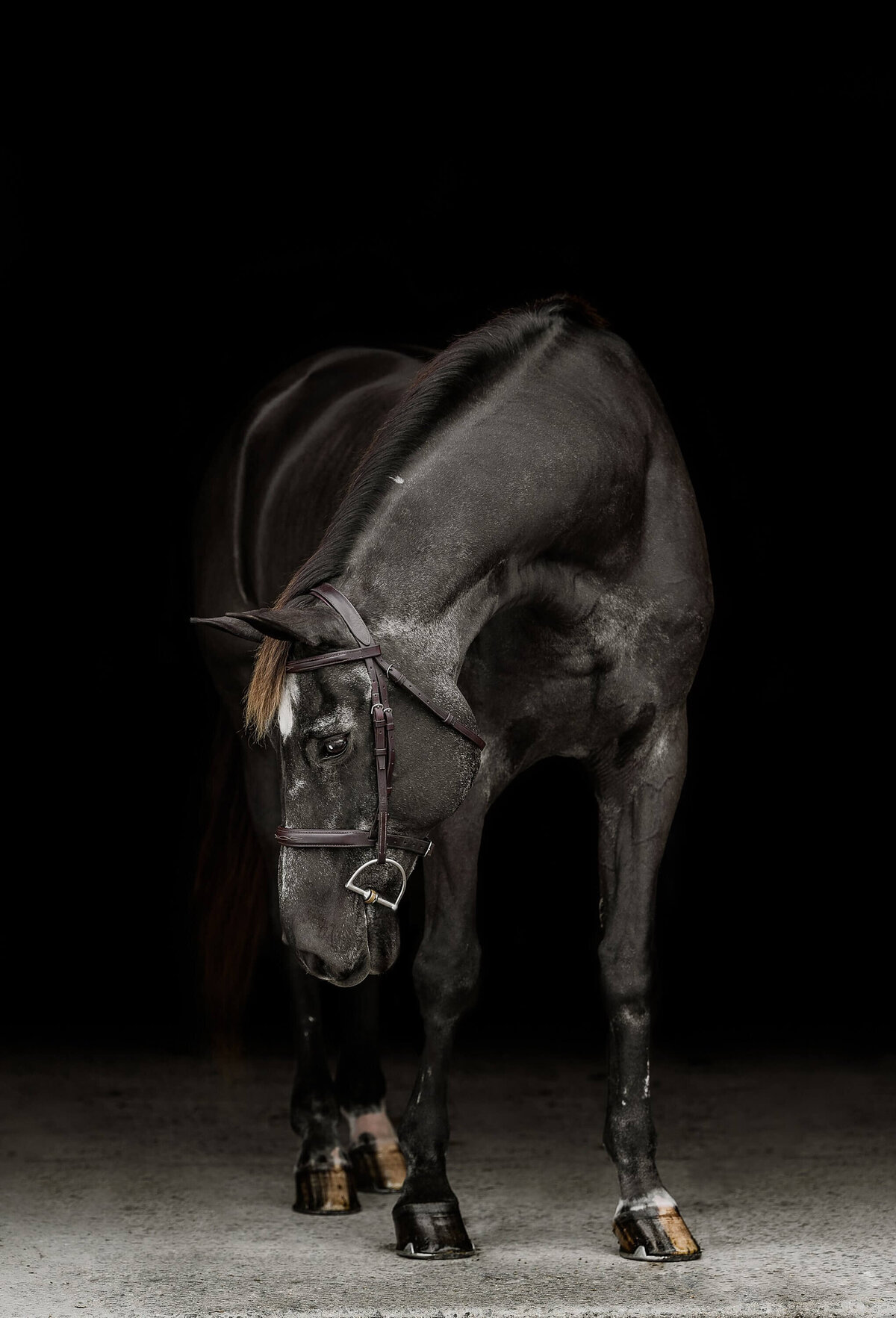 equine-fine-art-photographer