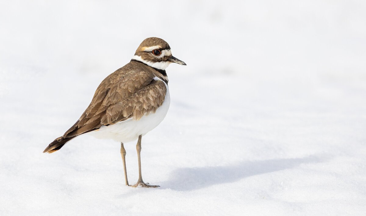 Killdeer Bird by Michael Kaal Photography 
