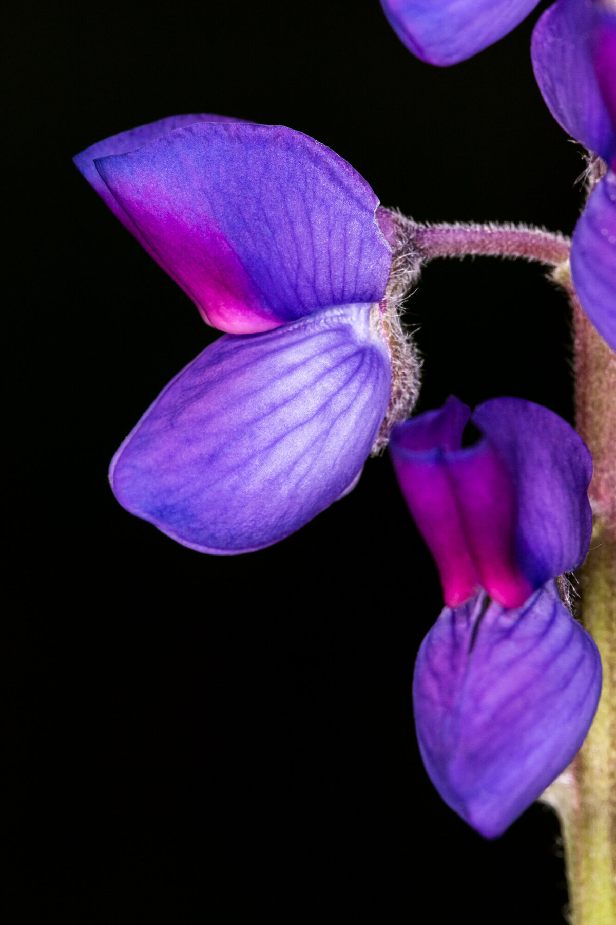 Montana wildflower purple lupine on black background, Pattee Canyon, Missoula