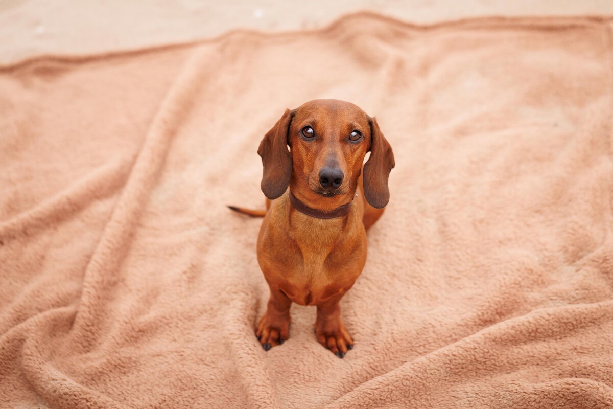 Hondenfotografie-in-de-natuur---ByMarita-Fotografie-23