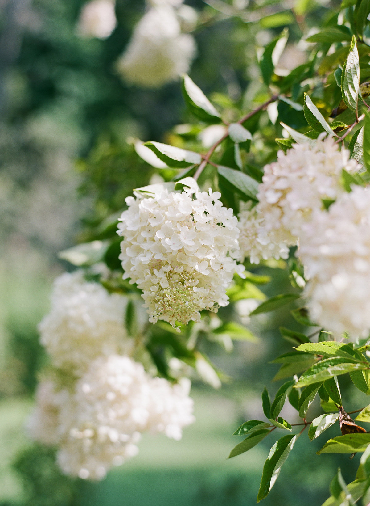 MelissaSchollaert-DestWeddings-126