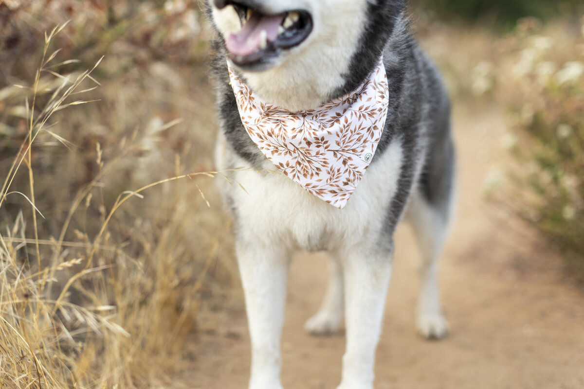 license pet photos 10 copy